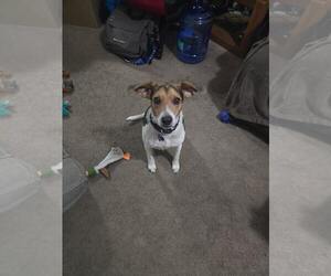 Blue - Male Beagle Dog for Adoption - Photo #7