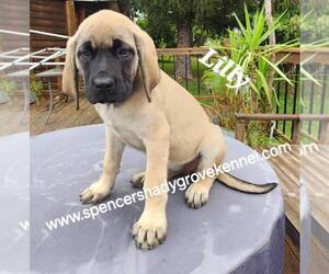 Mastiff Puppy for Sale in CABOOL, Missouri USA