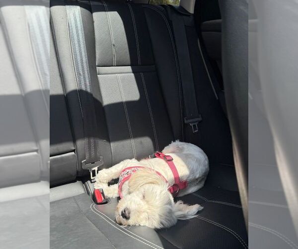 Medium Photo #2 Labradoodle-Maltese Mix Puppy For Sale in LOS ANGELES, CA, USA