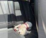 Small #1 Labradoodle-Maltese Mix