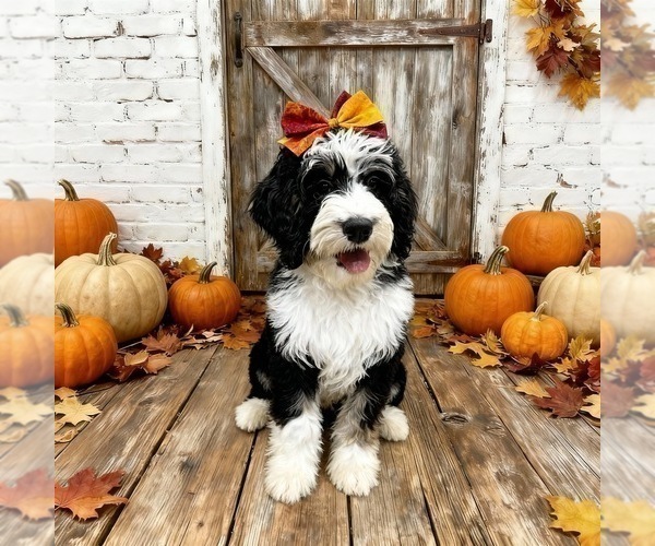 Medium Photo #3 Bernedoodle Puppy For Sale in MENIFEE, CA, USA