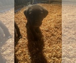 Small Photo #4 Labrador Retriever Puppy For Sale in HILLSBORO, OR, USA