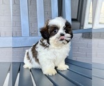 Small #3 Shih Tzu