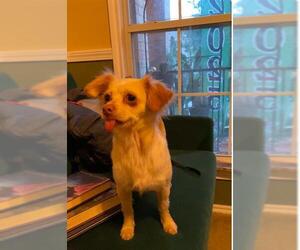 Chihuahua-Unknown Mix Dogs for adoption in San Antonio, TX, USA