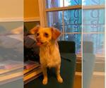 Small Chihuahua Mix