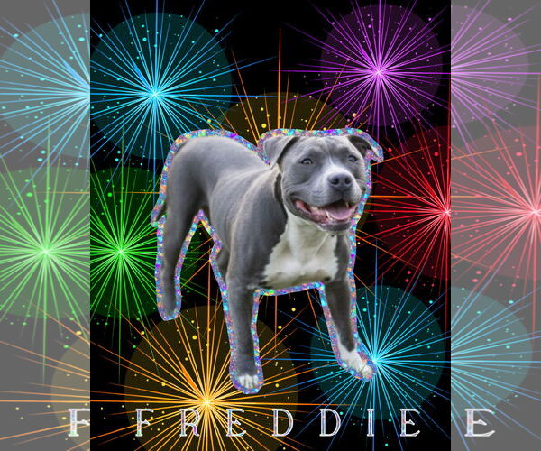 Medium Photo #1 Mutt Puppy For Sale in Spotsylvania, VA, USA