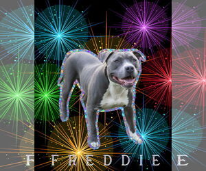 Mutt Dogs for adoption in Spotsylvania, VA, USA