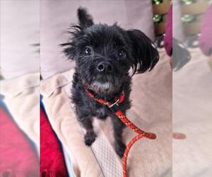 Poodle (Miniature)-Unknown Mix Dogs for adoption in Woodland, CA, USA