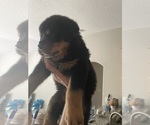 Small Photo #13 Rottweiler Puppy For Sale in PONTE VEDRA, FL, USA