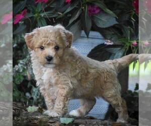 Bichpoo Puppy for sale in RONKS, PA, USA