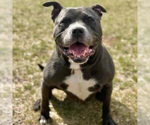 American Pit Bull Terrier-Staffordshire Bull Terrier Mix Dogs for adoption in Aurora, CO, USA