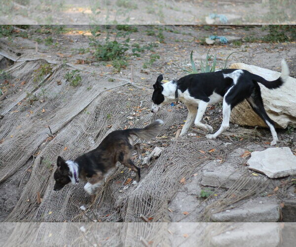 Medium Photo #3 Border Collie-Unknown Mix Puppy For Sale in Paso Robles, CA, USA