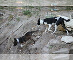 Small #2 Border Collie Mix