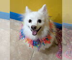Small #1 American Eskimo Dog
