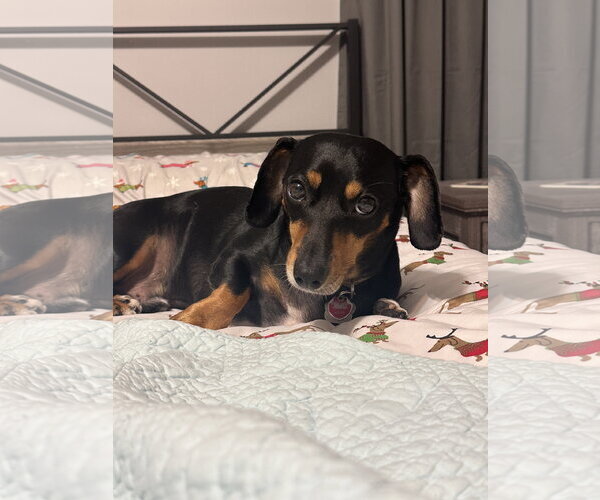 Medium Photo #2 Dachshund Puppy For Sale in Tampa, FL, USA