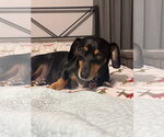 Small #1 Dachshund