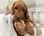 Puppy Puppy 5 Goldendoodle