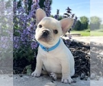 Small Photo #4 French Bulldog Puppy For Sale in HUDSONVILLE, MI, USA