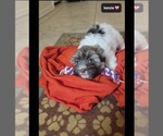 Small #5 Havanese