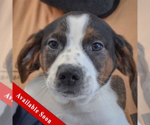 Medium Photo #1 Jack-A-Bee Puppy For Sale in Huntley, IL, USA