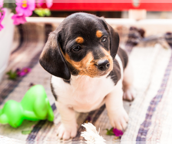 Medium Photo #11 Dachshund Puppy For Sale in WAKARUSA, IN, USA