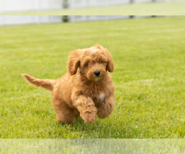 Medium Photo #6 Goldendoodle (Miniature) Puppy For Sale in WOLCOTTVILLE, IN, USA