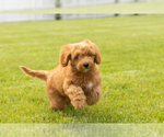 Small #5 Goldendoodle (Miniature)