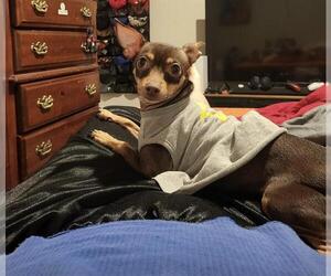 Chihuahua-Unknown Mix Dogs for adoption in San Antonio, TX, USA