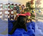 Small Photo #16 Goldendoodle Puppy For Sale in DYERSBURG, TN, USA