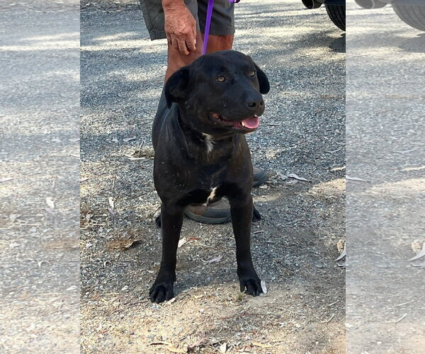 Medium Photo #2 Labrador Retriever-Unknown Mix Puppy For Sale in San Diego, CA, USA