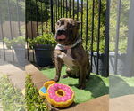 Small #8 American Staffordshire Terrier-Bulldog Mix