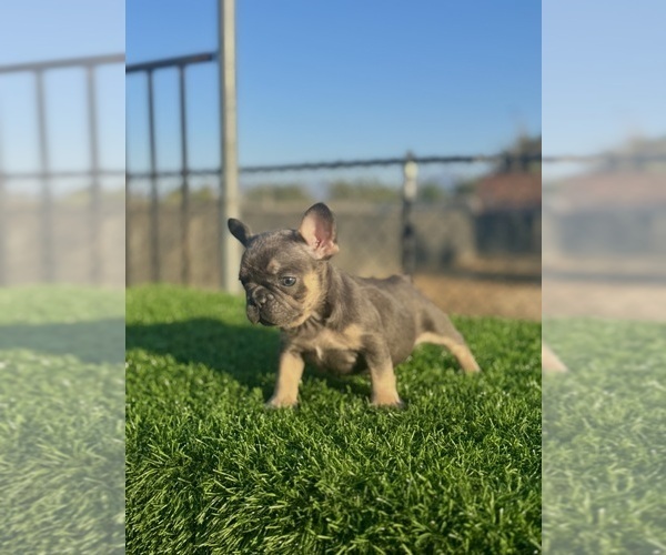 Medium Photo #4 French Bulldog Puppy For Sale in ATHERTON, CA, USA