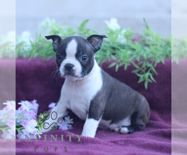 Medium Photo #5 Boston Terrier Puppy For Sale in PORT ROYAL, PA, USA