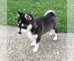 Small Photo #14 Alaskan Klee Kai Puppy For Sale in WINCHESTER, OH, USA