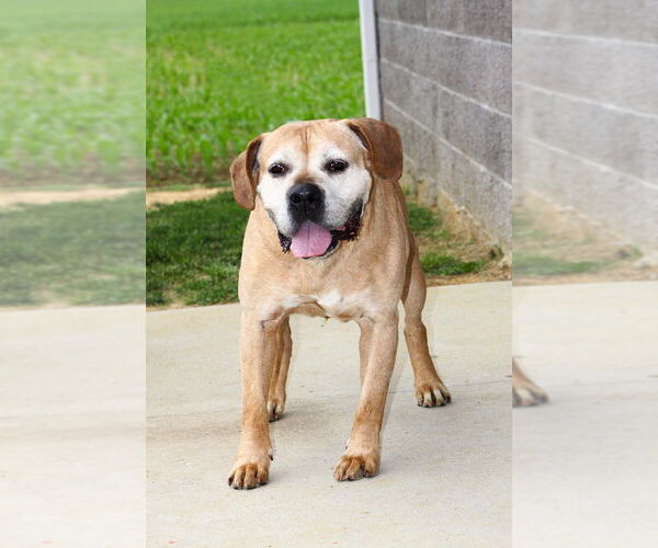 Medium Photo #1 Boxer-Unknown Mix Puppy For Sale in Evansville, IN, USA