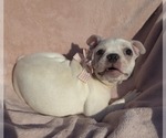 Small Photo #22 Boston Terrier Puppy For Sale in ALBANY, OH, USA