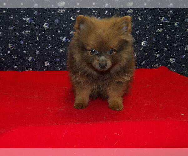 Medium Photo #2 Pomeranian Puppy For Sale in PATERSON, NJ, USA