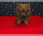 Small #1 Pomeranian