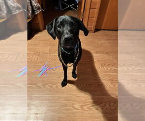Labrador Retriever-Unknown Mix Dogs for adoption in Springdale, PA, USA