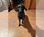 Small Labrador Retriever Mix