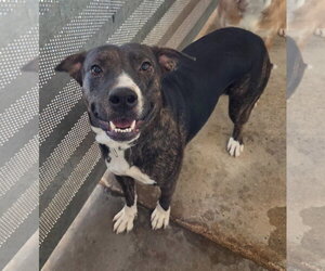 Beagle-Unknown Mix Dogs for adoption in El Centro, CA, USA