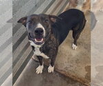 Grenda - Female Beagle-Unknown Mix Dog for Adoption - Small photo