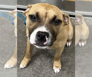 American Bulldog-Unknown Mix Dogs for adoption in Forestville, MD, USA