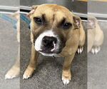 Small American Bulldog Mix