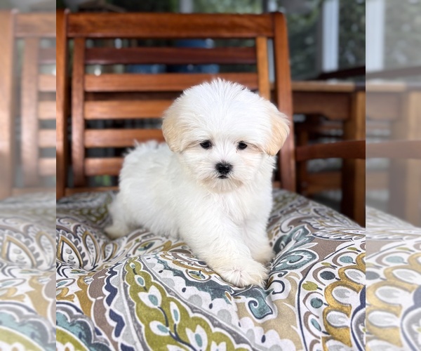 Medium Photo #6 Mal-Shi Puppy For Sale in NOBLESVILLE, IN, USA