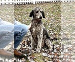 Small Photo #1 Labradoodle Puppy For Sale in HALIFAX, PA, USA