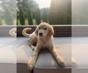 Golden Retriever Puppy for sale in SHELBY TOWNSHIP, MI, USA