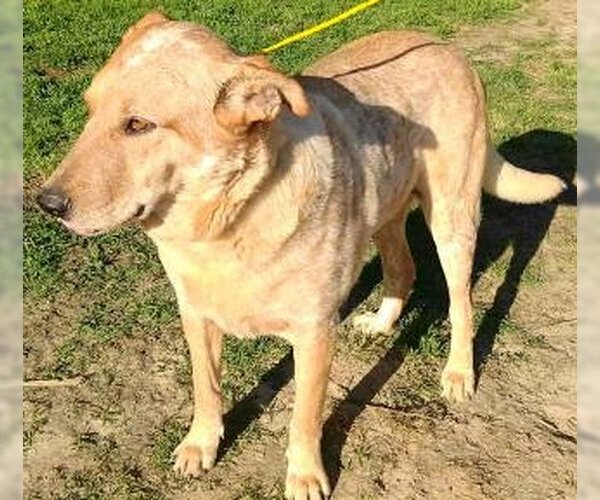 Medium Photo #3 Mutt Puppy For Sale in Frankston, TX, USA