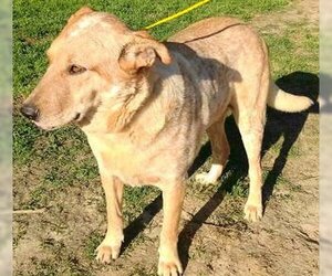 Brody - Male Mutt Dog for Adoption - Photo #3