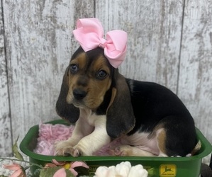 Basset Hound Puppy for sale in PEEBLES, OH, USA